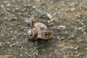 Flesh Flies on a dead snail shell