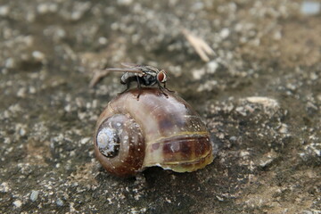 Flesh Flies on a dead snail shell