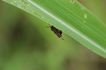 Hubner Wasp Moth on a leaf