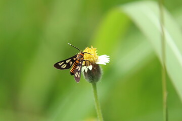 Hubner Wasp Moth on a leaf