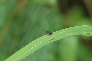 Small insect on a leaf in a park