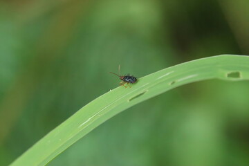 Small insect on a leaf in a park