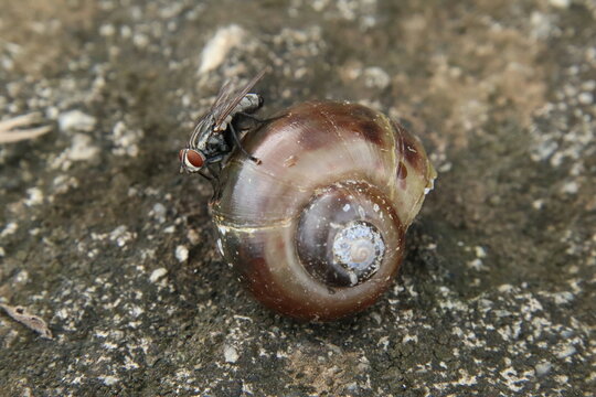 Flesh Flies on a dead snail shell