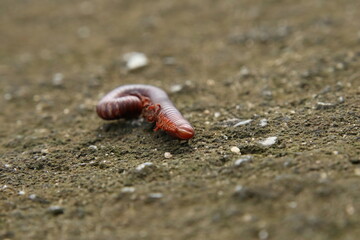 Dead Rusty Millipede on the ground