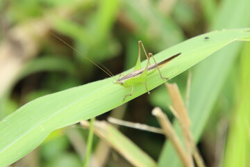 Spotted Meadow Katydid on a leaf
