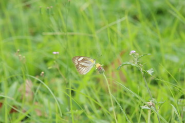 Stripped Albatross Butterfly under the sun