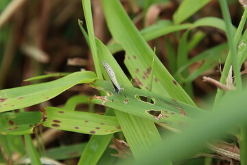 Small Tiny Grass Blue Butterfly 