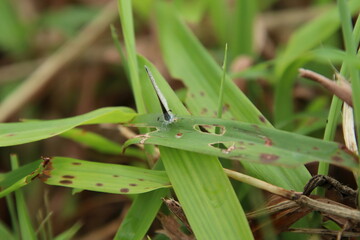 Small Tiny Grass Blue Butterfly 