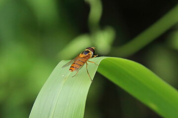 Typical Hover Fly on a leaf