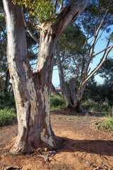 Fototapeta na wymiar eucalyptus trees in australian bushland in morning sunlight