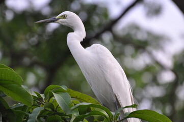 white heron on a green background