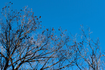 winter tree branches against blue sky 2