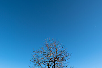 a winter tree against blue sky