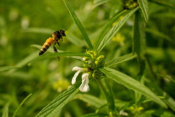bee on flower