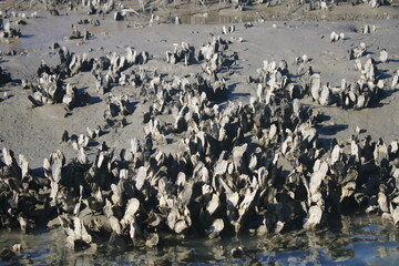 Fototapeta na wymiar Oysters in mud exposed at low tide