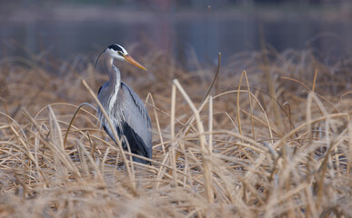 A great blue heron stands in the reed looking downwards to the side