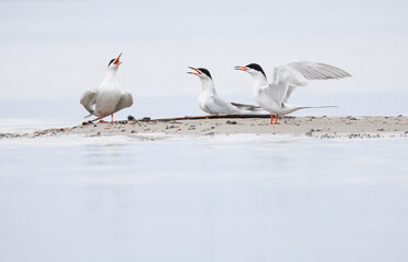 A group of common terns calling on a sandbar