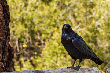 A common raven perched on a wall in Yosemite National Park.