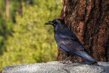 A common raven in Yosemite National Park.