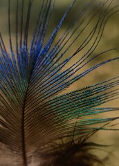 peacock feather detail