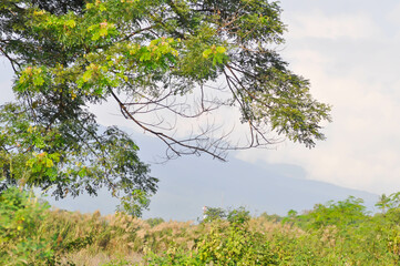 Rain tree or Samanea saman, LEGUMINOSAE MIMOSOIDEAE