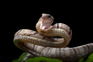 Fototapeta premium Dog-toothed Cat Snake in attack position