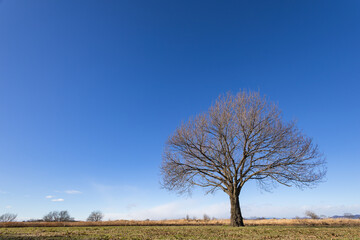一本の木と青空　背景素材
