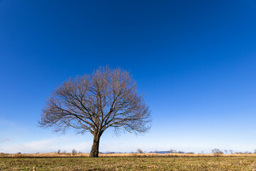 一本の木と青空　背景素材