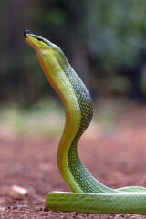 The arboreal rat snake in defensive position