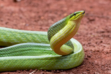 The arboreal rat snake in defensive position