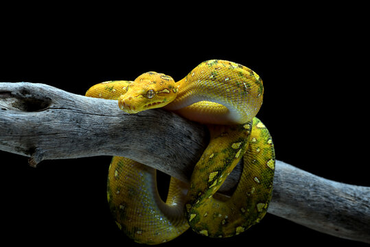 Juvenile Green Tree Phyton In Black Background