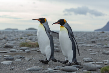 Two King Penguins (Aptenodytes patagonicus) in Antarctica walking along a rocky foreshore.	