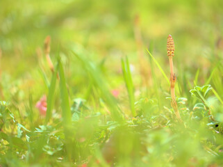 3月に生えてきた土筆（ツクシ）