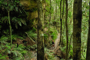 Fototapeta premium forest in the morning