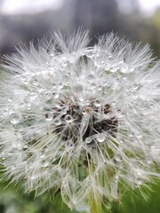 Fototapeta premium close up of dandelion