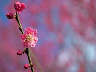 3月に咲いたウメ「江南所無（コウナンショム）」