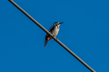 Isolated single Syrian woodpecker bird in the wild