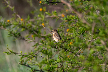 Isolated close up portrait of a single female Stonechat in the wild