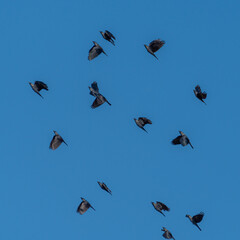 Eurasian jackdaw raven flock flying across the sky