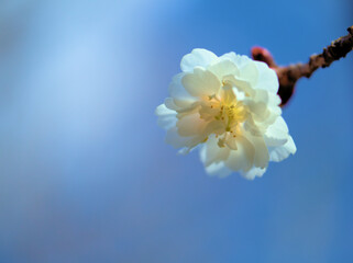 3月に咲いたサクラ「子福桜（コブクザクラ）」