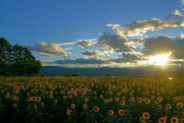Fototapeta premium 夏の夕日の光を背に受けるヒマワリ畑