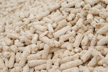 Creole corn harvested from southern Mexico, for food