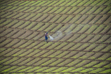 A farmer sprays insecticide liquid on his plants