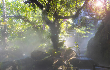 Tropical jungle with  green of the nature as sun beam and mist-foggy in the morning at the  garden.