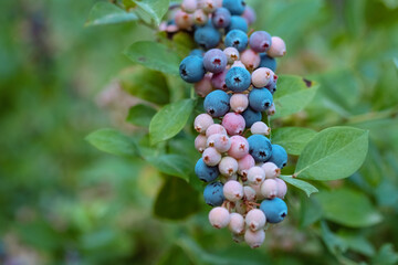 Ripe blueberries are ready for collection, close-up. Fresh organic blueberries on the Bush. Bright colours