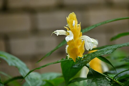 Pachystachys lutea ( Lollypop plant ) flowers.
Acanthaceae tropical shrub. Beautiful white flowers bloom between scaly bracts.