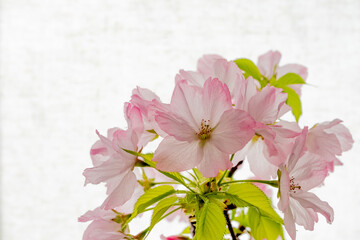 小鉢に咲くアサヒヤマザクラ（旭山桜）の花-4