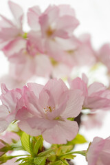 小鉢に咲くアサヒヤマザクラ（旭山桜）の花-3