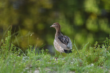 Adult female Australian Wood Duck -Chenonetta jubata- edge of lagoon looking over shoulder green blurry bokeh background