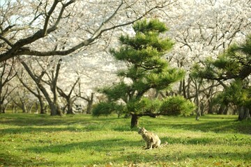 桜咲く滋賀・長浜の豊公園に住む猫